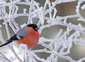 Kış aylarında kuşlara yardımcı olmak için yapmanız gereken 3 şey 