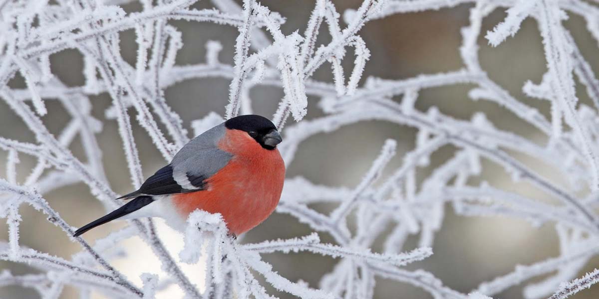 Kış aylarında kuşlara yardımcı olmak için yapmanız gereken 3 şey 