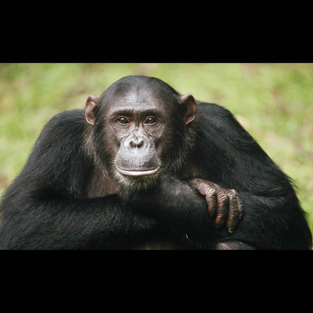 Ebola, şempanze ve gorilleri de tehdit ediyor