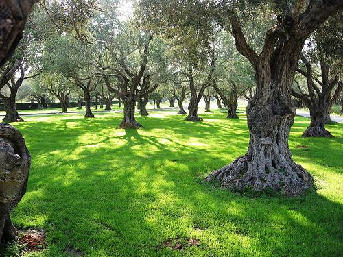 Edremit Zeytin