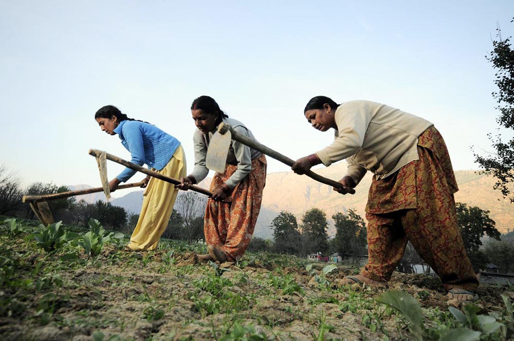 Hindistanlı çiftçi kadınlar