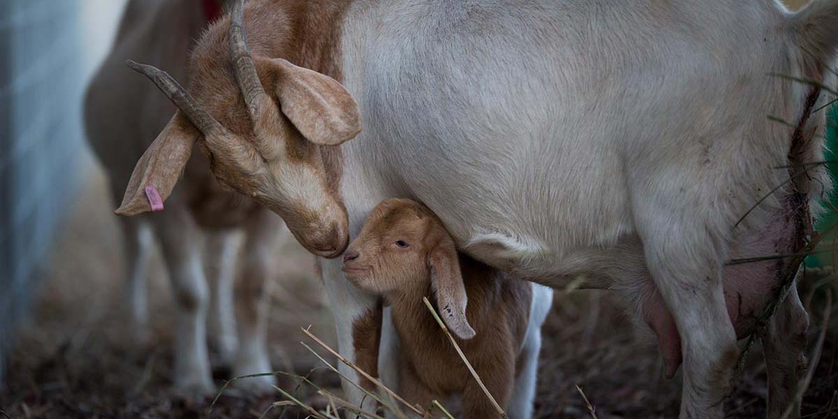 Özgür keçinin bebeği Chrissy’den umut parıltısı