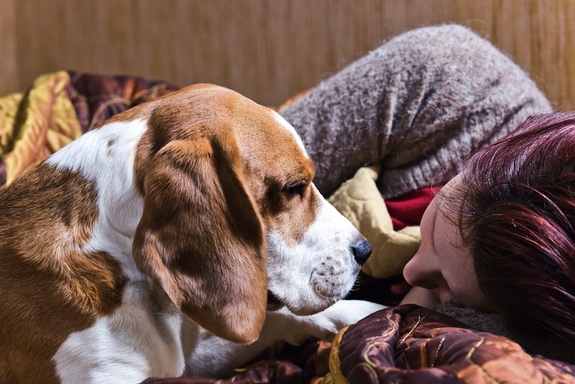 Köpek duyguları anlıyor