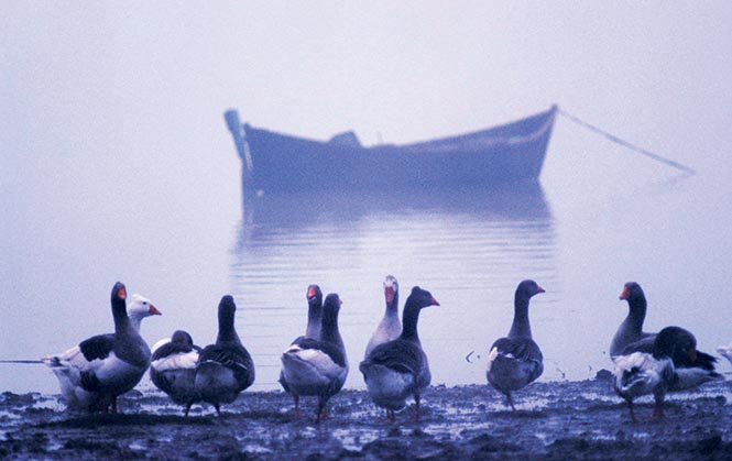 Manyas Gölü, Fotoğraf: Cüneyt Oğuztüzün