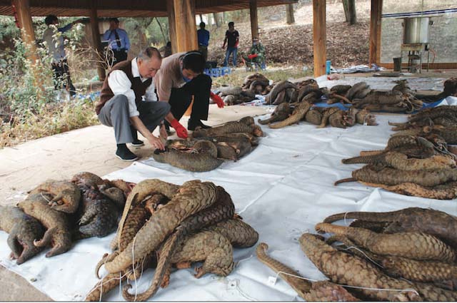 Pangolin Ticareti