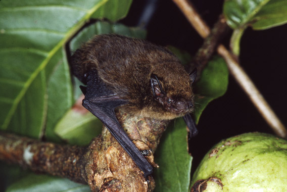 Pipistrellus Murrayi