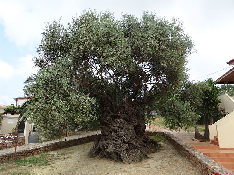 Girit Adası'nda bulunan dünyanın en yaşlı zeytin ağacı. Ağacın yaşı tam olarak hesaplanamıyor; fakat yaşının 2000 ila 4000 arasında olduğu düşünülüyor.