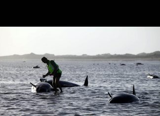 Yeni Zelanda’da 100 kara balina öldü
