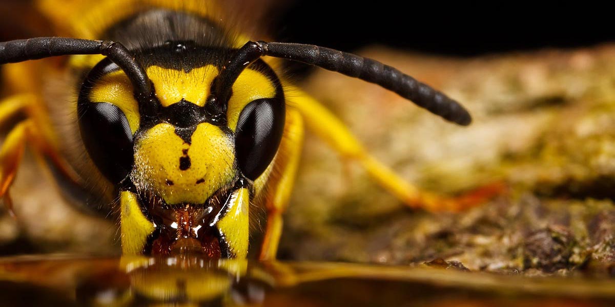 Arı popülasyonundaki azalma giderek hızlanıyor
