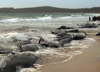 200 civarı kara balina kıyıya vurdu