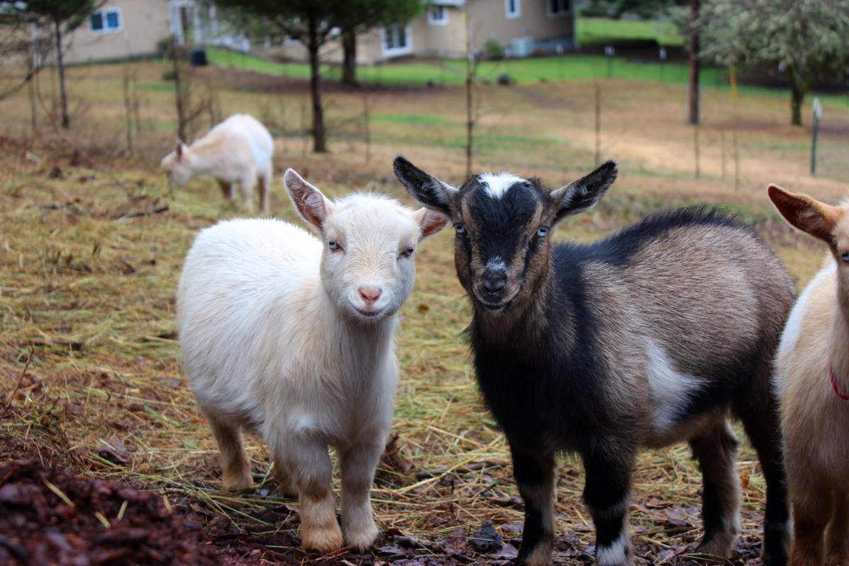 goats2