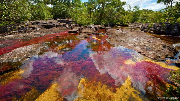 Caño Cristales, Colombia (Credit: Tom Till / Alamy)