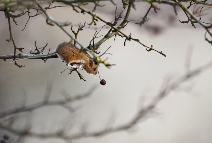 Bir ağaç sıçanı kiraza uzanıyor. (Fotoğraf: Jerome Murray/Alamy)