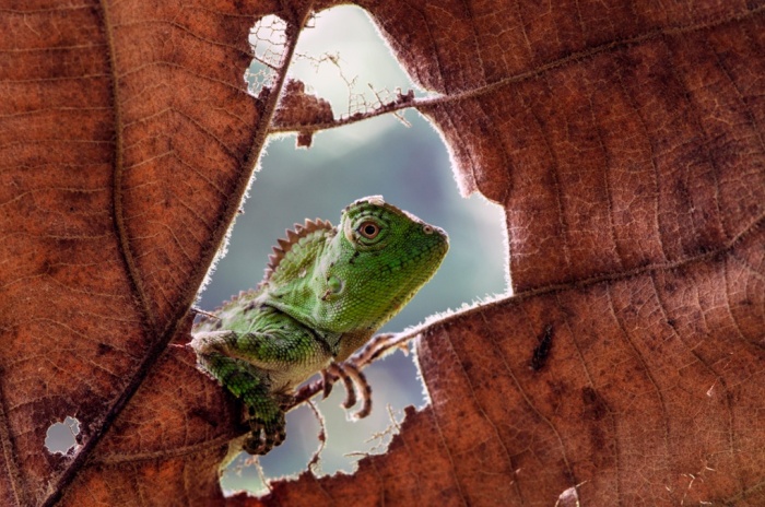 Bir bukalemun avını bekliyor. (Fotoğraf: Andri Priyadi/Barcroft Media)