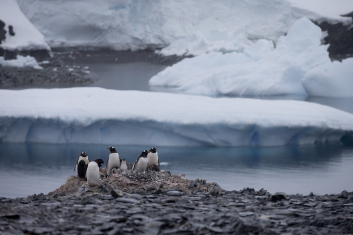 Gentoo penguenleri kayaların üzerinde. NASA'ya göre Antarktika'daki yıllık buz kaybı 49 milyar ton. (Fotoğraf: Natacha Pisarenko/AP)