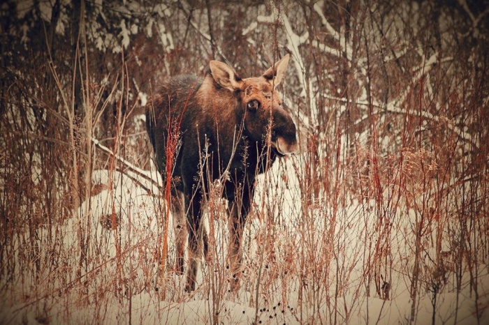 5.Yeni çıkan boynuzlarıyla bir Amerikan sığırı (Fotoğraf: Philip Childs/GuardianWitness)