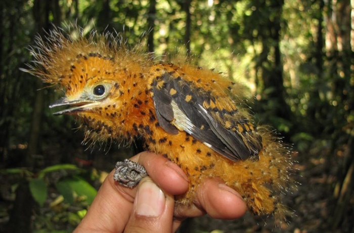 Yavru bir Laniocera hypopyrra. Bu kuş, tehlikede olduğunu hissettiğinde zehirli bir kamuflaj kullanıyor. (fotoğraf:  Icesi University/EPA )