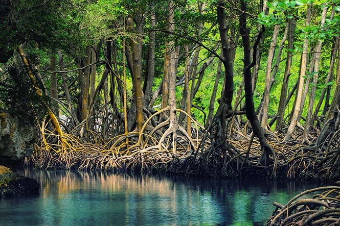 Mangrove Ormanları