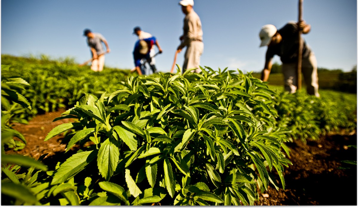 Stevia bitkisi