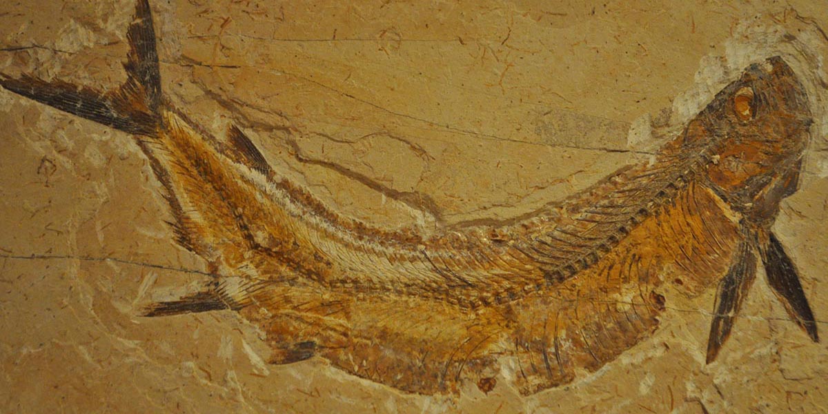 Tarihin tanıkları: Yaşayan fosiller