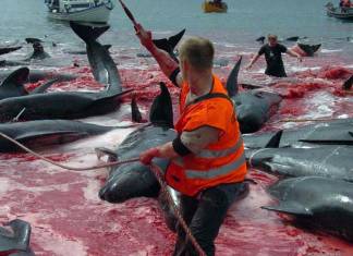 20. yüzyılda yaklaşık 3 milyon balina öldürüldü