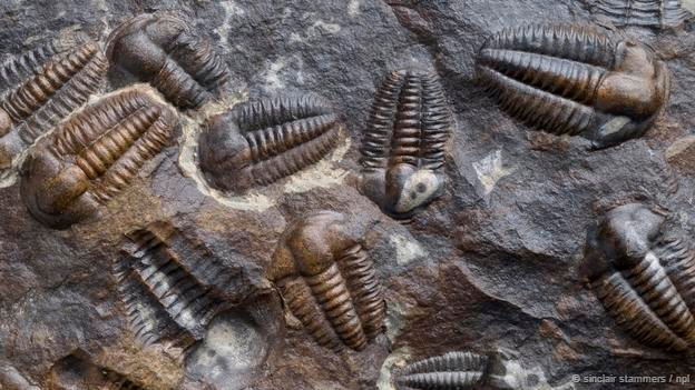 Bunun gibi trilobitler Kambriyen dönemde evrildi. (© Sinclair Stammers)