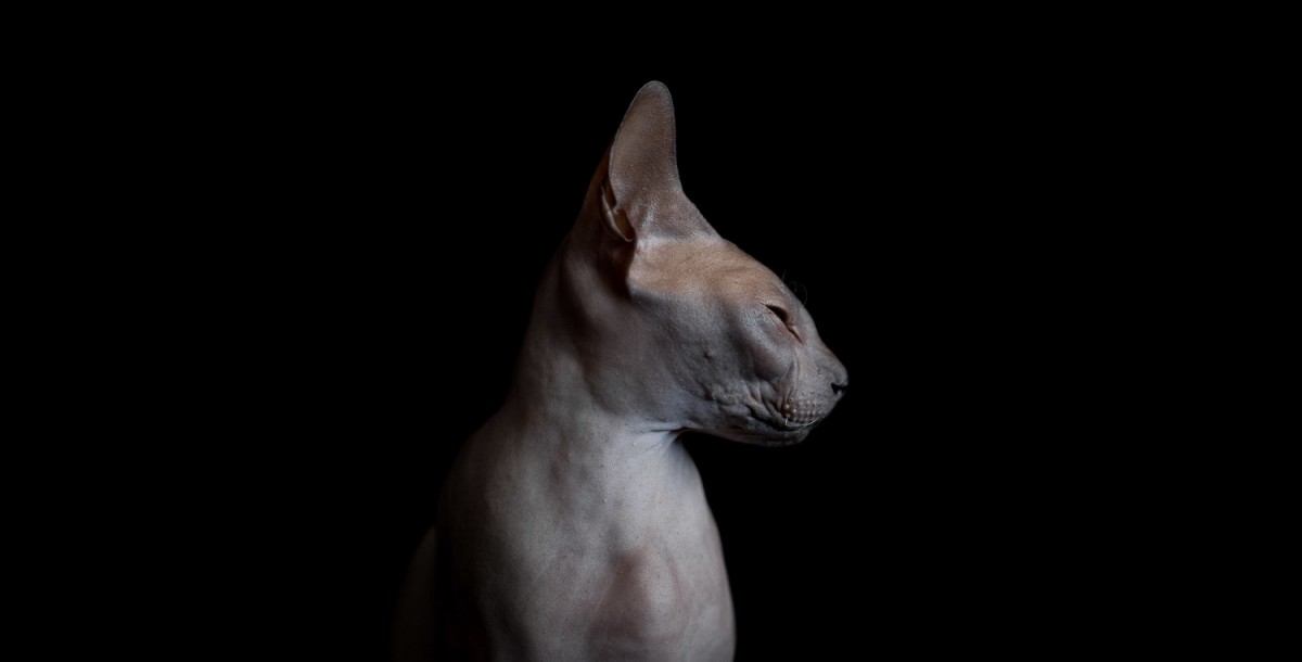 sphynx-cat-photos-by-alicia-rius-21