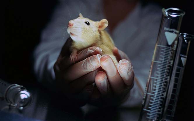 Hands Holding Laboratory Rat...Hands Holding Laboratory Rat ca. 2000