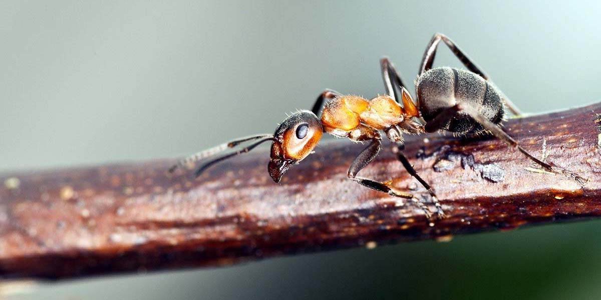 Zarar vermeden karıncaları uzaklaştırın