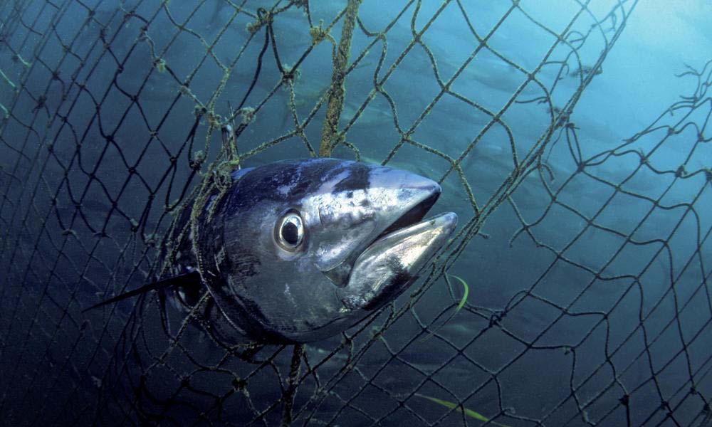 Dead Southern bluefin tuna (Thunnus maccoyii) caught in a tuna pen, Port Lincoln, South Australia.