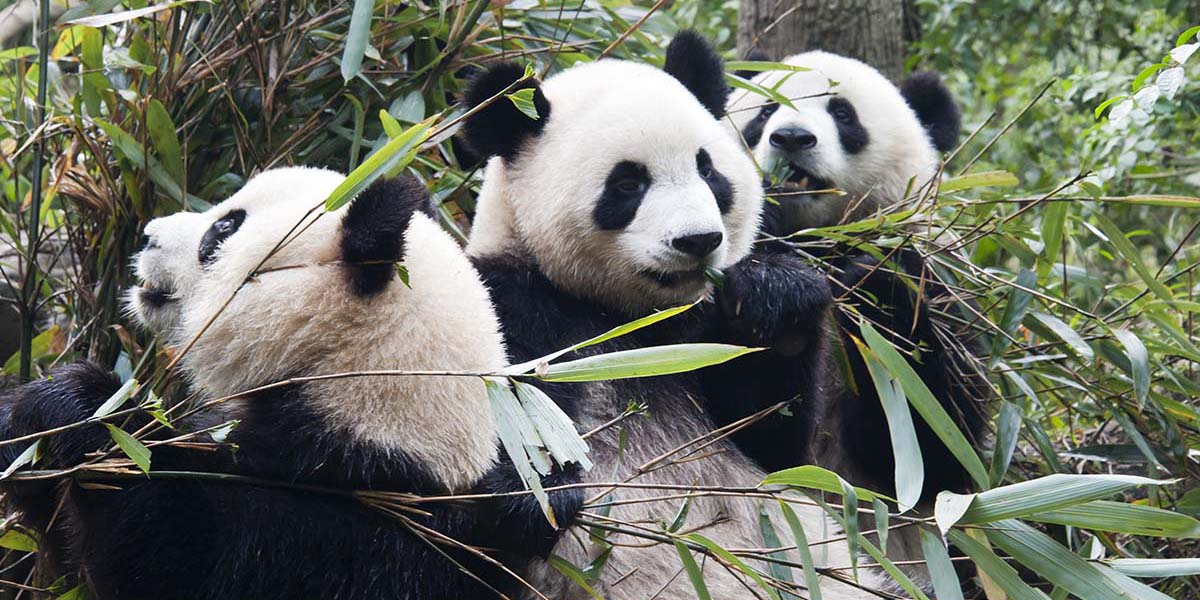 Pandalardan sevindirici haber: Artık tehlikede değil ama hâlâ duyarlı