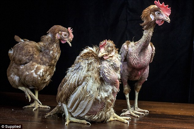 Wagner'ın Kümes Çiftliğindeki bazı tavuklar neredeyse ölmüş ve harap halde bulundu.