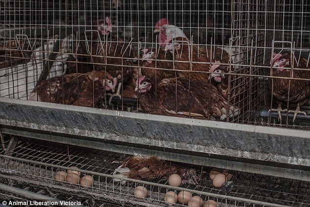 Kafeslerinin altındaki ölü tavuğa rağmen diğer canlı tavuklar yumurtalamaya devam ediyor.