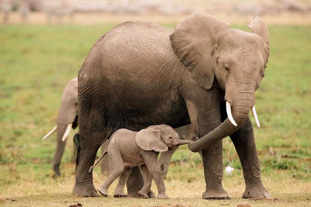 Anne fil ve bebeği
