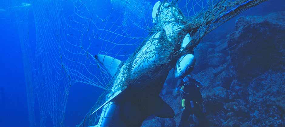 Hayalet avcılık yüzünden ağa takılan deniz canlısı