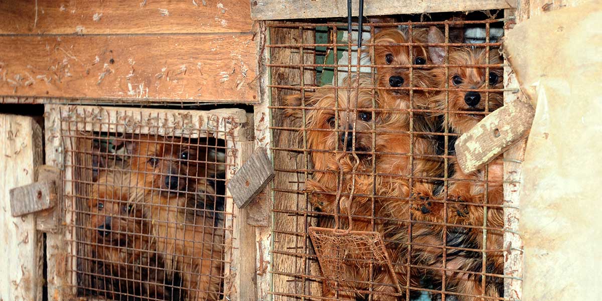 Çin’de köpek etine olan talep azaldığı için restoranlar kapanıyor