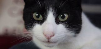 Merlin'le tanışın. Kendisi geçtiğimiz günlerde Guinness Dünya Rekorlarına girerek “En yüksek sesle mırlayan ev kedisi” ünvanını aldı.