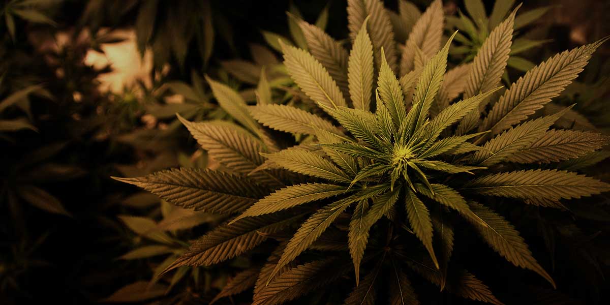Marijuana, yeni verilere göre 