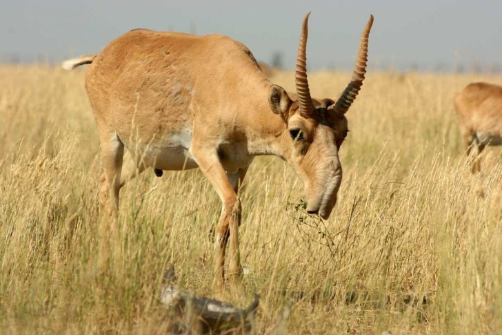 Yaklaşık 85 bin antilop gizemli bir şekilde öldü Gaia Dergi