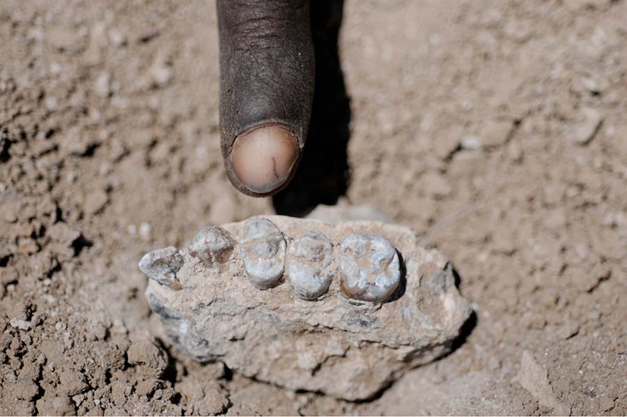 Australopithecus deyiremeda dişleri