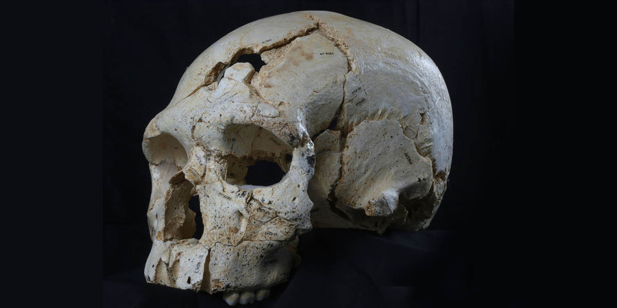 Tarihin en eski cinayetine ait kafatası İspanya’da bulundu