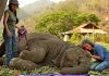 Ninnilerle mışıldayan dünya güzeli fil Faa Mai