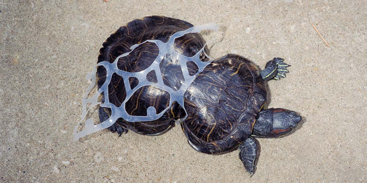 Bu kaplumbağa doğanın direncinin diğer adı oldu
