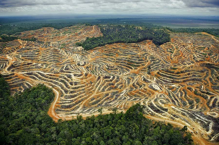 Malezya, Borneo'da palm yağı üretimi için ormansızlaştırılan alan yüzünden hem doğa tahribatı yaşandı hem de pek çok canlı evsiz kaldı.