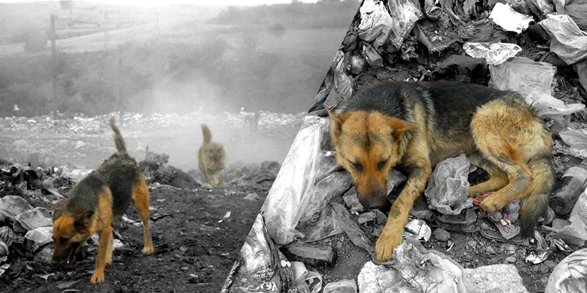 Şehrin utanç çöplüğü: Tekirdağ’da yaşam mücadelesi veren hayvanlar