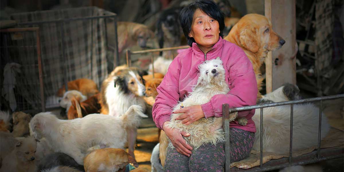Yulin Festivali’nden binlerce köpeği kurtaran 65 yaşındaki kadın: Yang Xiaoyun