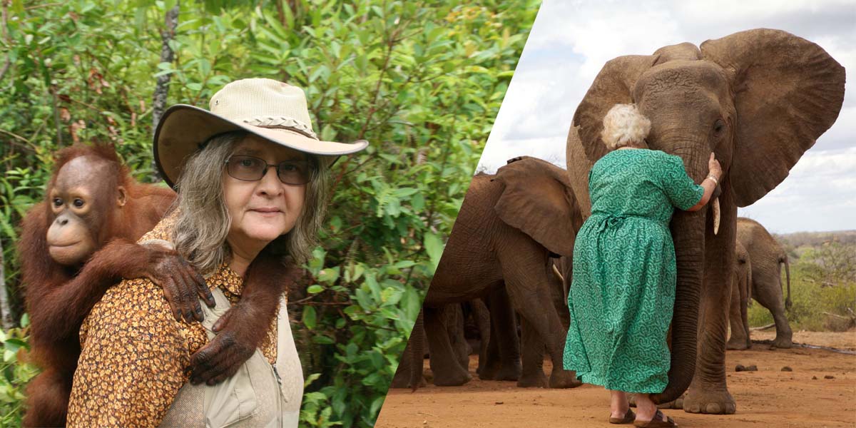 Yetim orangutan ve fillere adanan iki hayat: Daphne Sheldrick & Birute Galdikas