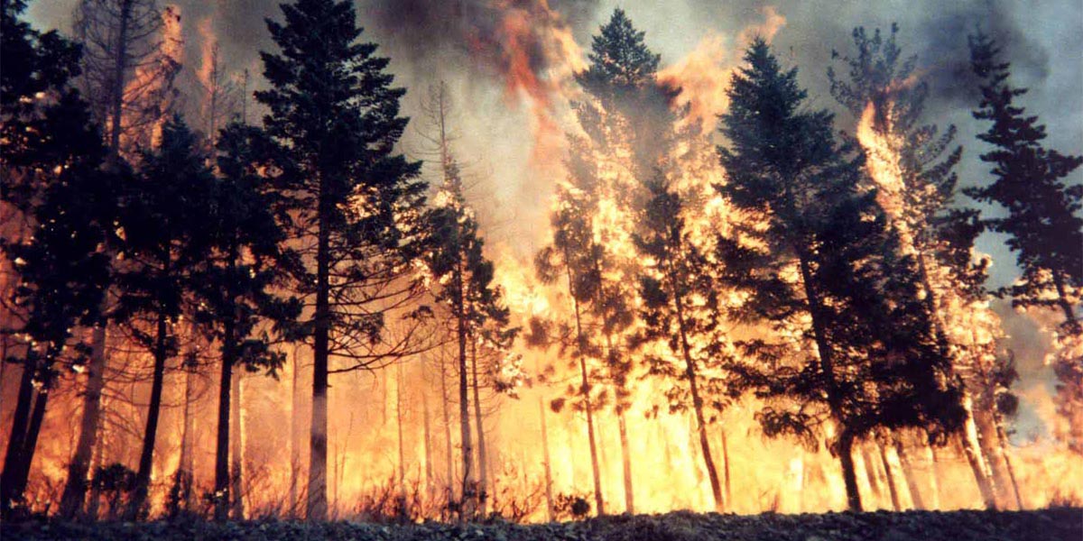 Türkiye’nin tüm ekolojistleri birleşin: Yangınlarla yok ediliyoruz!