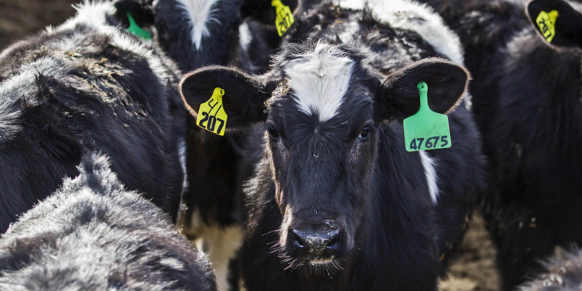 Dünyanın ilk yapay inek sütü gelecek yıl raflarda yerini alacak