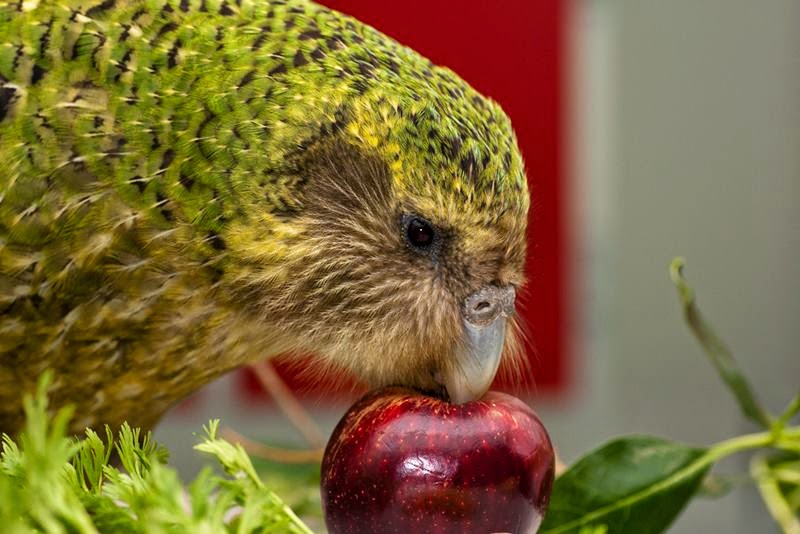 Uçamayan papağan kakapo 2